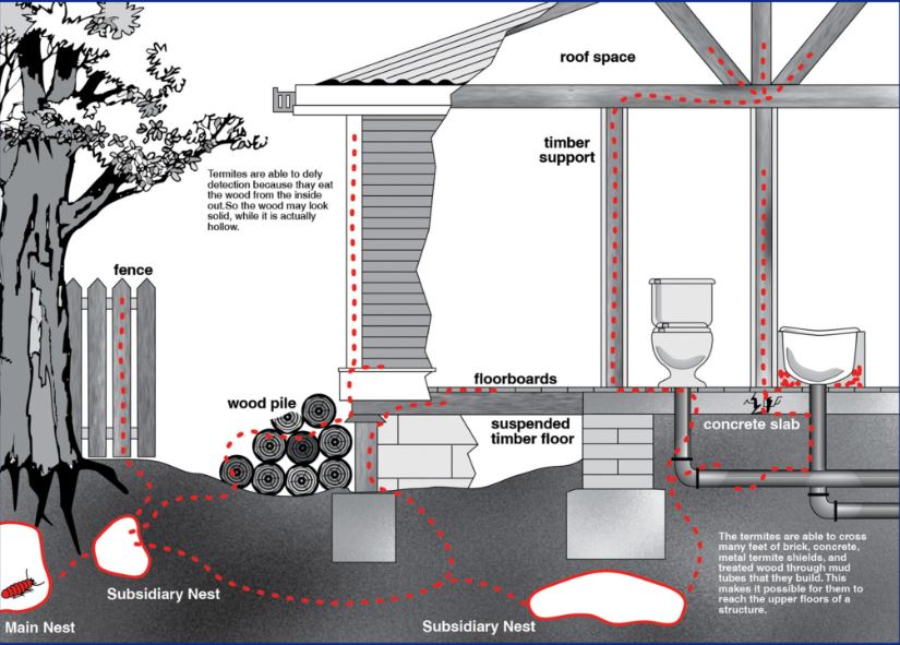 Eco-nation-how-termite-enter