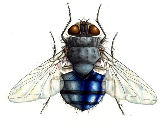 eco-nation-blue-bottle-fly