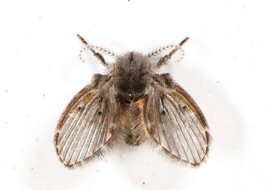 eco-nation-drain-fly