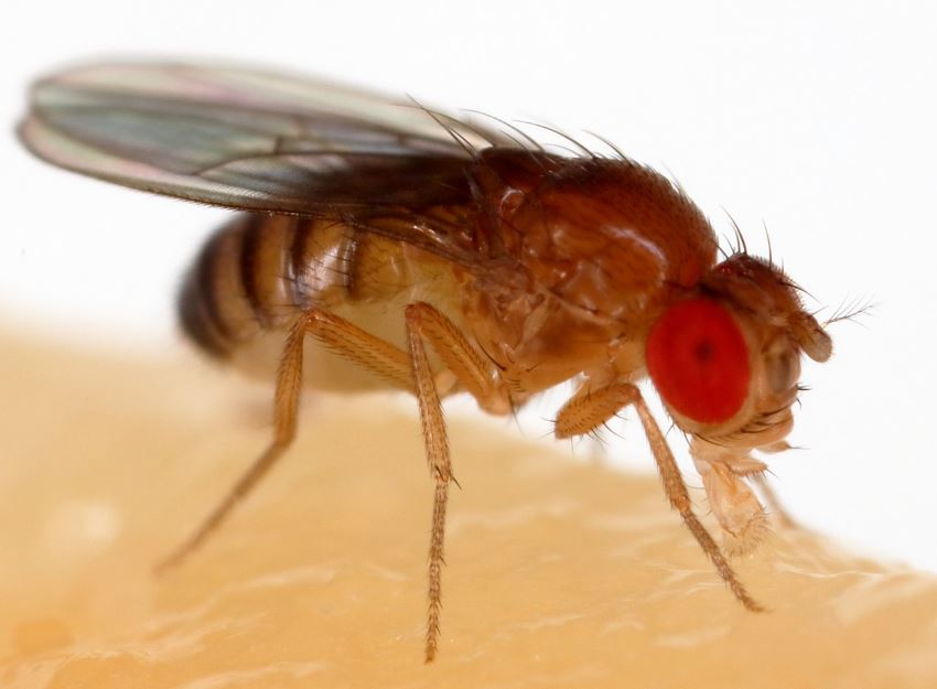 eco-nation-fruit-fly