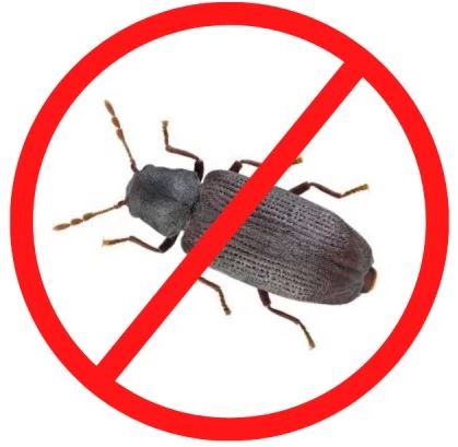 eco-nation-wood-borer-ban